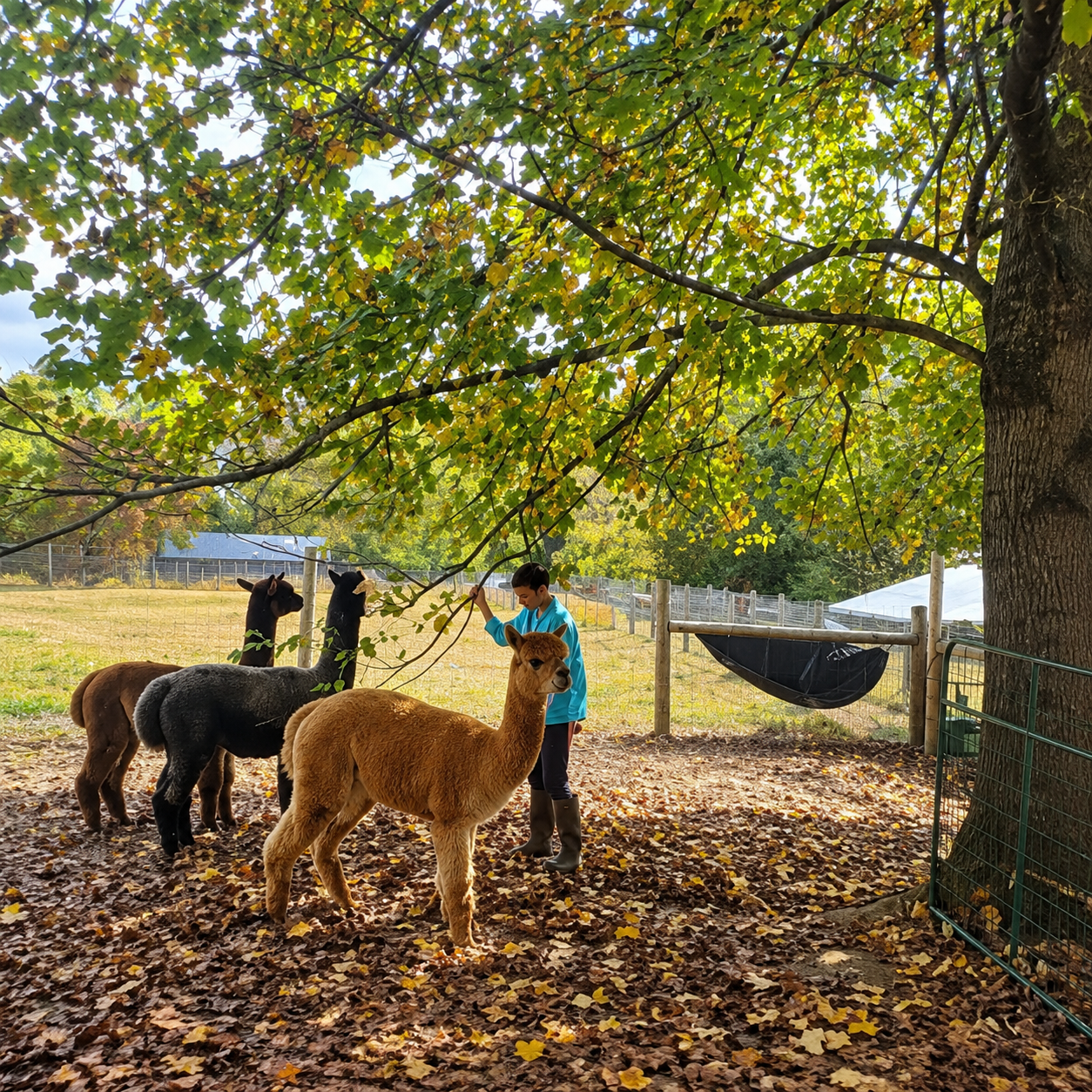 Wildlife and Animal Parks